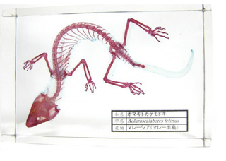 Illustration for article titled Transparent taxidermy and x-ray critters